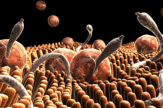 pasożyty w organizmie człowieka