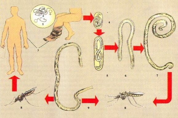 Jak pasożyty dostają się do organizmu człowieka