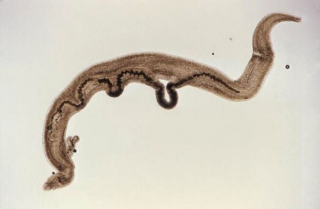 Schistosoma pasożyt w organizmie
